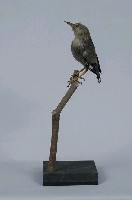 絲光椋鳥藏品圖，第5張